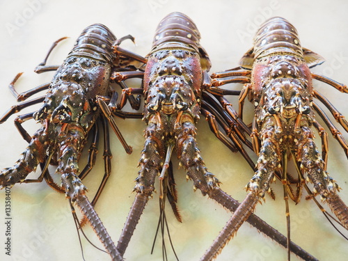 langoustes photo