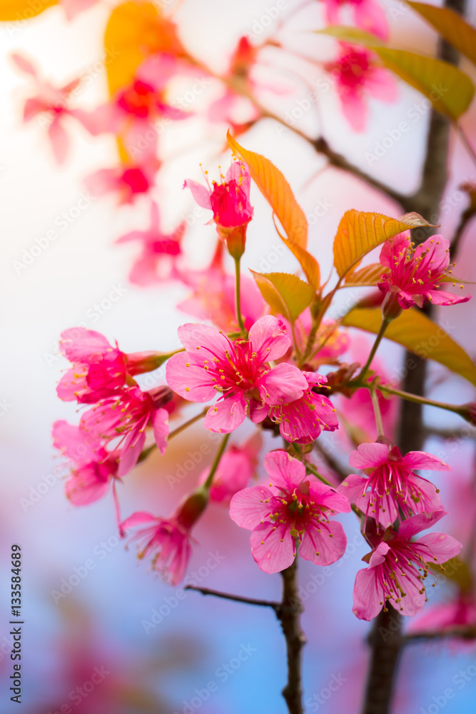 Sakura flowers blooming blossom in Chiang Mai, Thailand Sakura flowers blooming blossom in Chiang Mai, Thailand