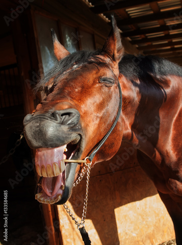 Fototapeta Naklejka Na Ścianę i Meble -  portrait of gapeing bay horse