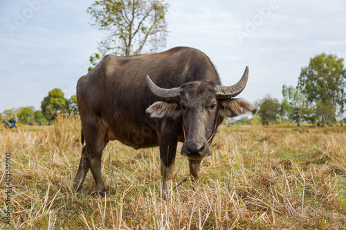 Buffalo and Cow eating grass in the field © teerawutbunsom