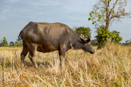 Fototapeta Naklejka Na Ścianę i Meble -  Buffalo and Cow eating grass in the field