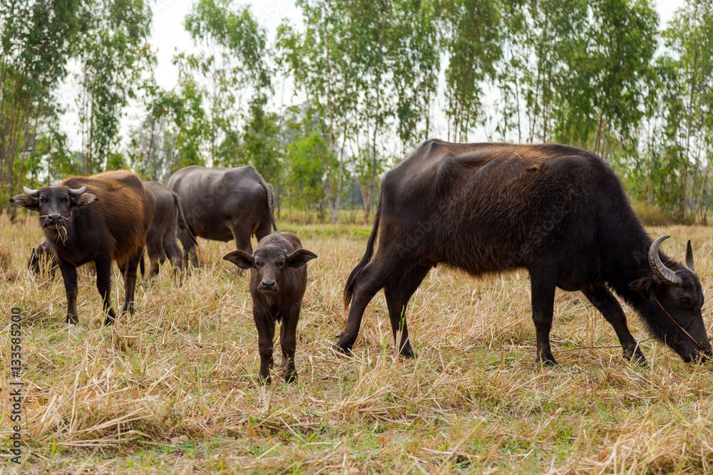 Buffalo and Cow eating grass in the field Buffalo and Cow eating grass in the field