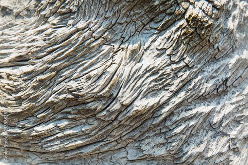 Close up of bristlecone pine wood in the White Mountains