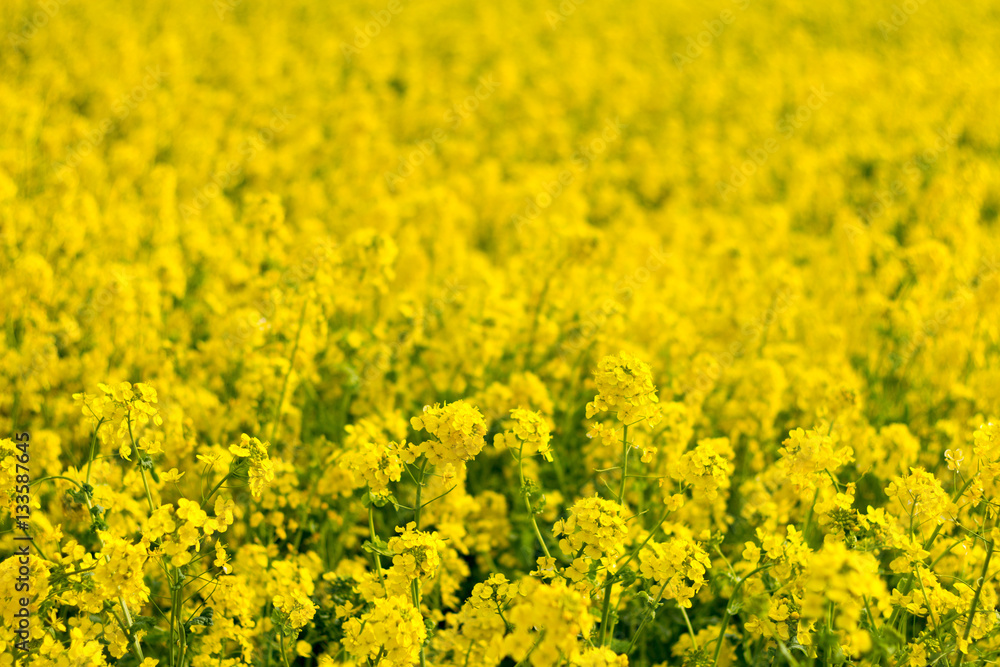 Obraz premium Canola fields
