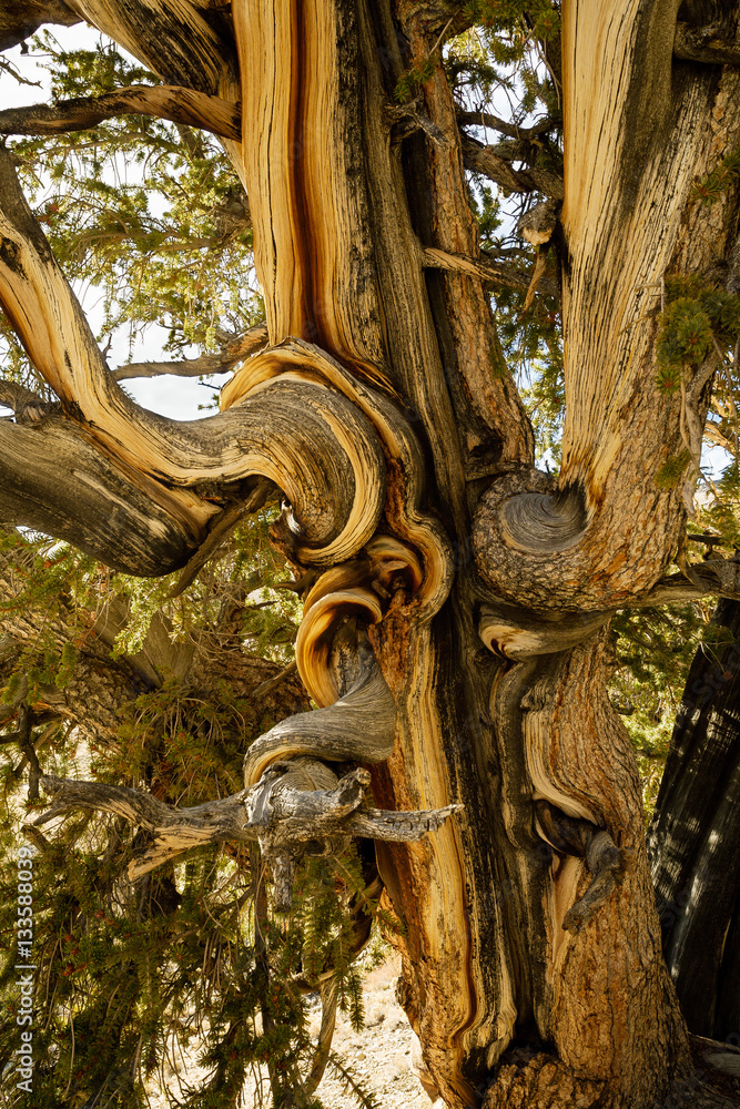 Naklejka premium Bristlecone Pine at Bristlecone Pine Forest near Big Pine, Hwy 3