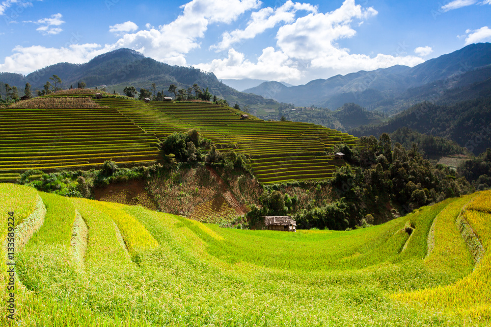 Rice fields at Northwest Vietnam Rice fields at Northwest Vietnam