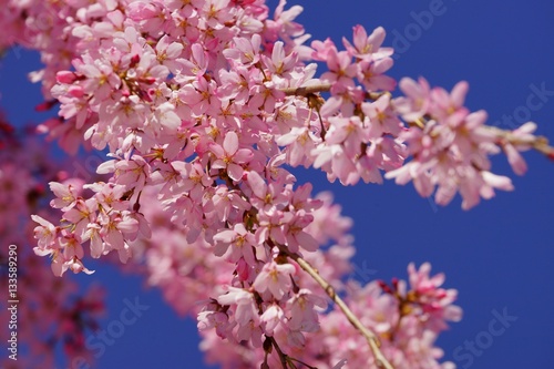 Pink cherry blossom up close over a bright blue sky © notsunami