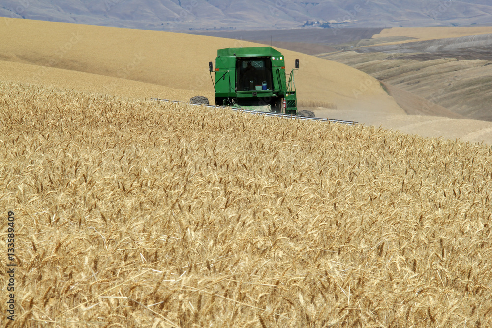 Obraz premium Wheat Harvest