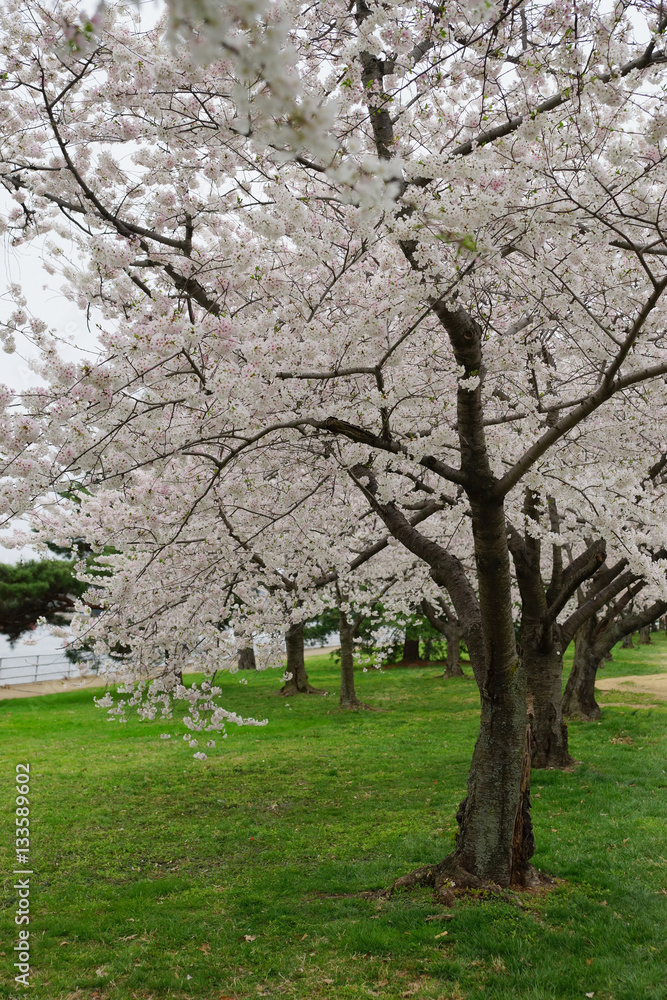 Multiple cherry trees in white blossom - vertical