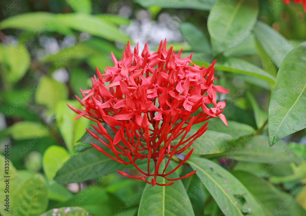 Red flower spike Red flower spike