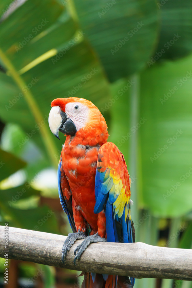 beautiful parrots from Nicaragua.