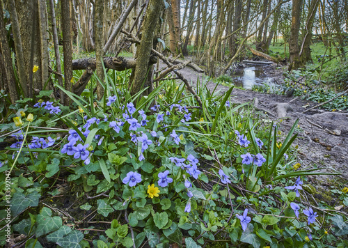 Dog Violet Viola in a coppice wood