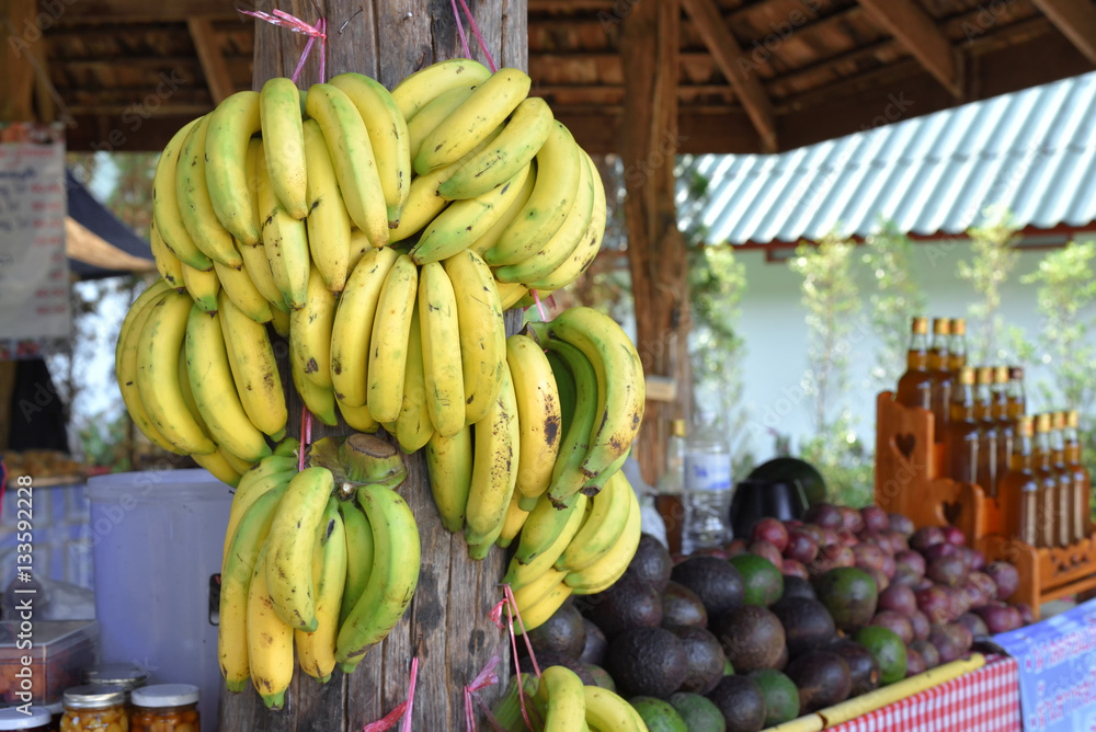 Organic ripe bananas hanging for sale to tourists