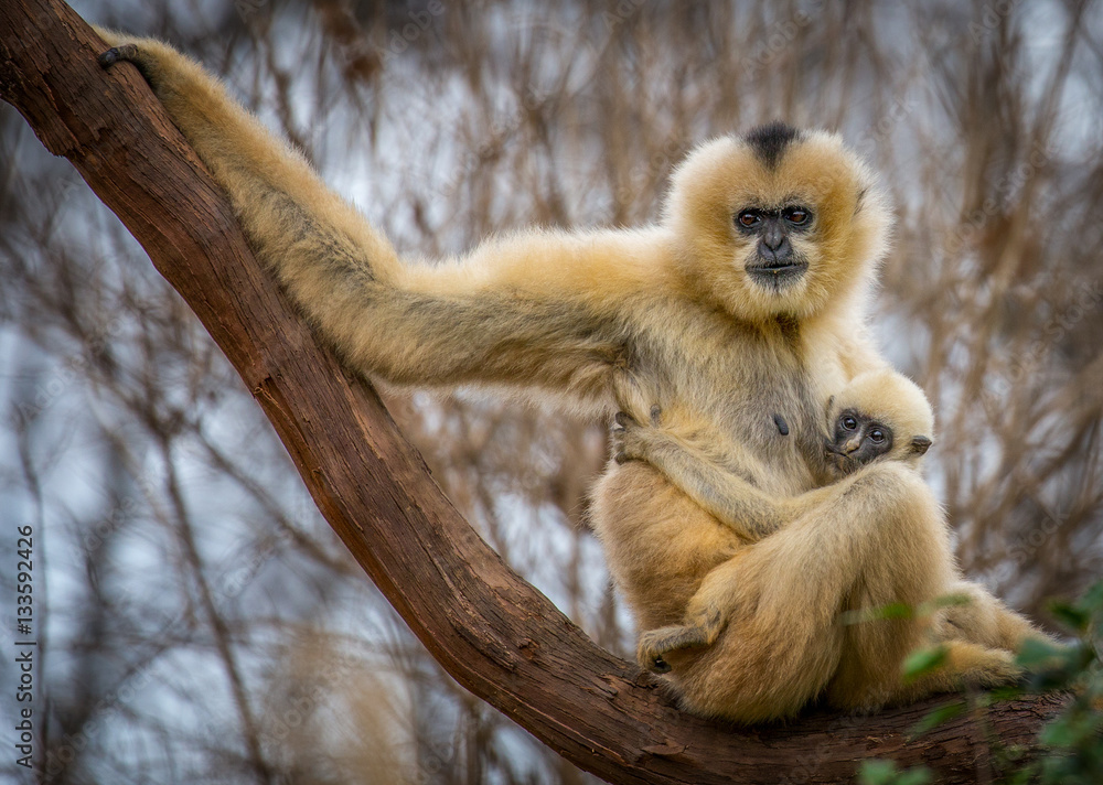 Naklejka premium Gibbon
