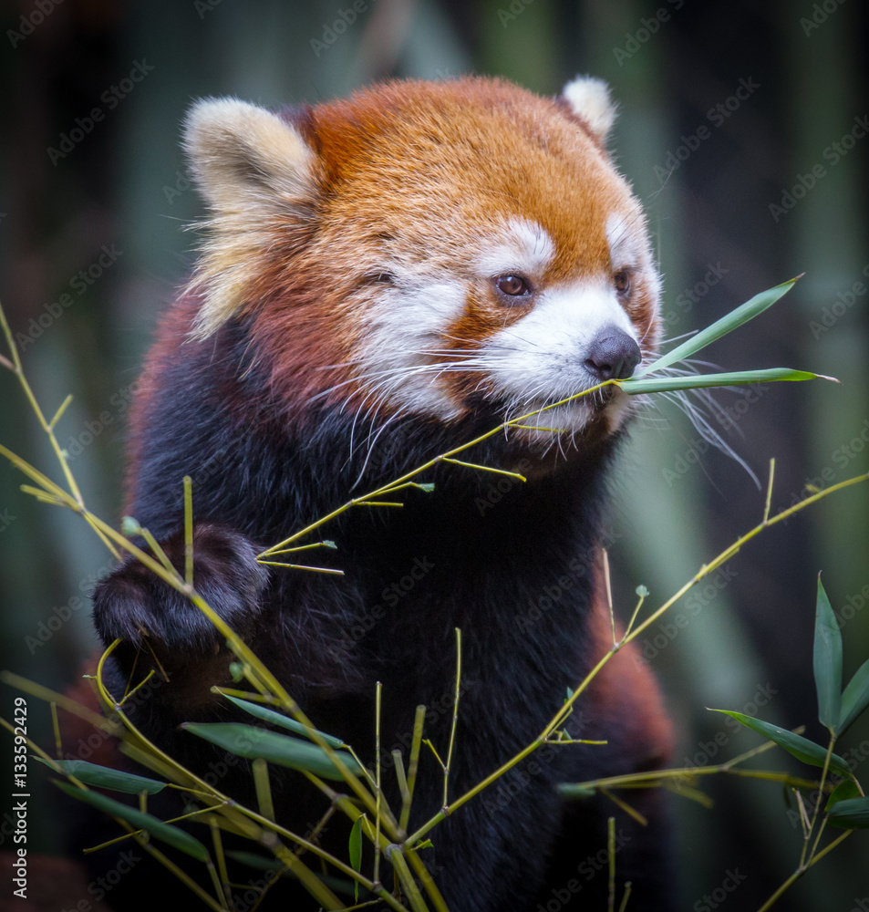 Fototapeta premium Red Panda