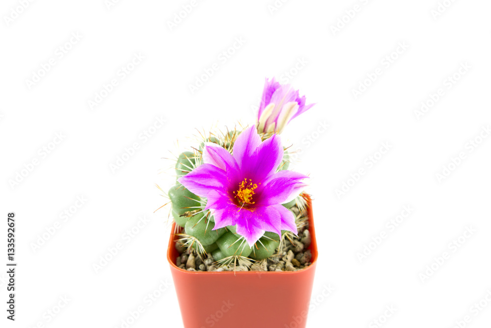 cactus in brown pot with purple flowers on white background