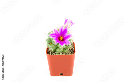 cactus in brown pot with purple flowers on white background