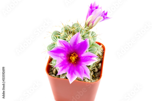 Wallpaper Mural cactus in brown pot with purple flowers on white background Torontodigital.ca