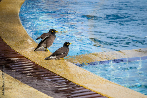 Birds mynah swimming in the pool. Close up. Thailand