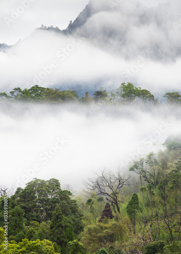 Mist over forest of mountain, Taiwan © Simon Tang