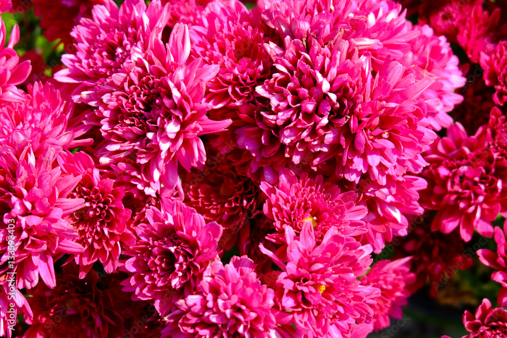 Chrysanthemum flowers background in nature.Dendranthemum grandif Chrysanthemum flowers background in nature.Dendranthemum grandif