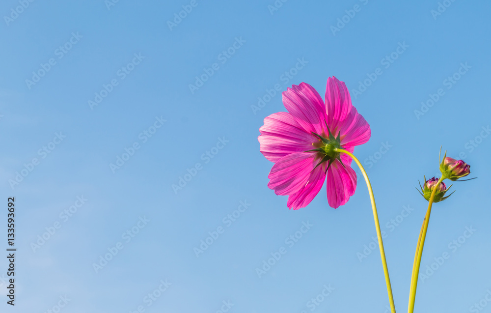 Beautiful purple cosmos flower in garden with sunlight and blue Beautiful purple cosmos flower in garden with sunlight and blue
