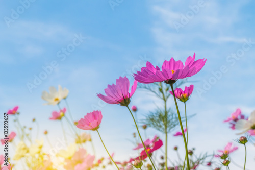 Beautiful purple cosmos flower in garden with sunlight and blue