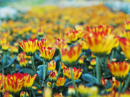 Fototapeta Naklejka Na Ścianę i Meble -  Chrysanthemum flowers in a greenhouse