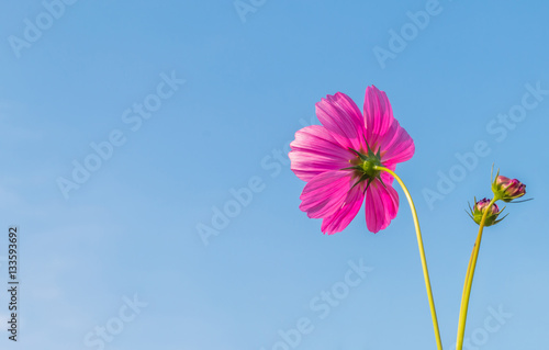 Beautiful purple cosmos flower in garden with sunlight and blue