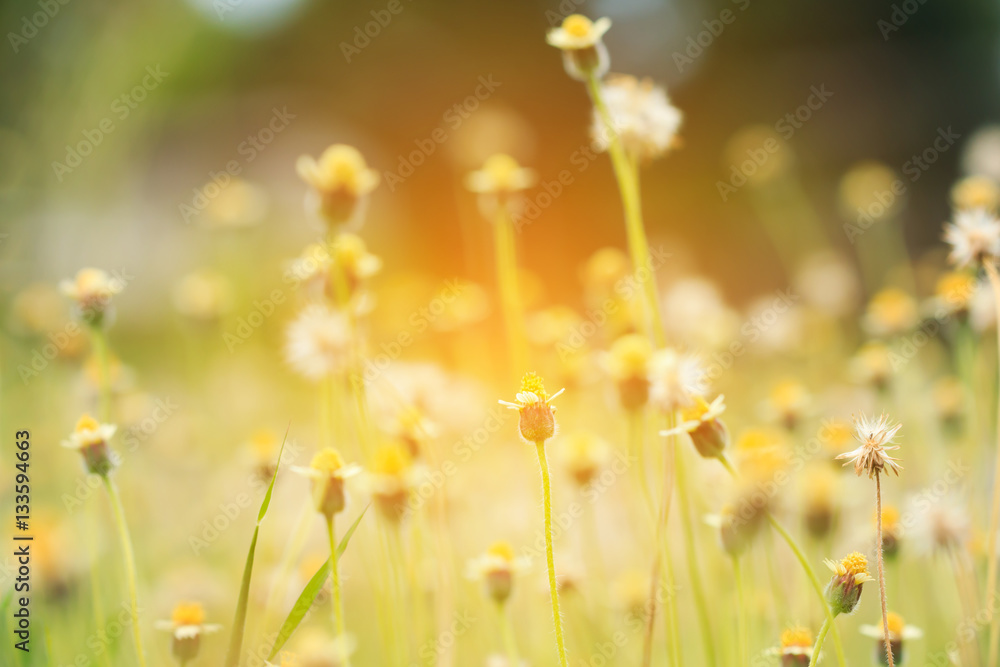 Flower Grass field