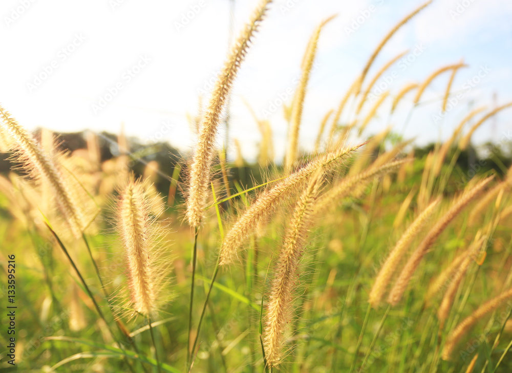 Fototapeta premium grass