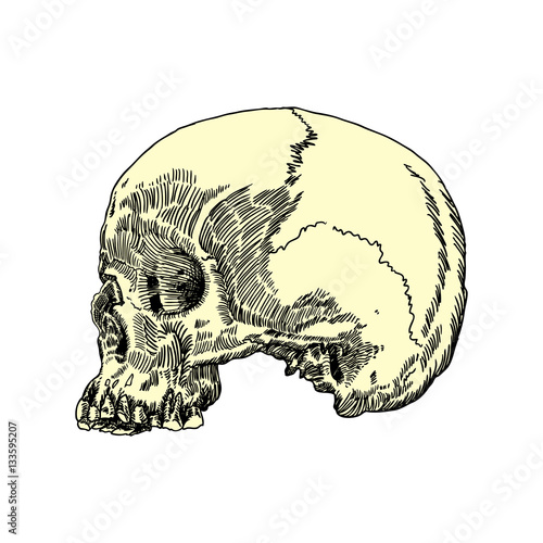 Wallpaper Mural Anatomic skull, weathered and museum quality, detailed hand drawn illustration. Vector Art.  Torontodigital.ca