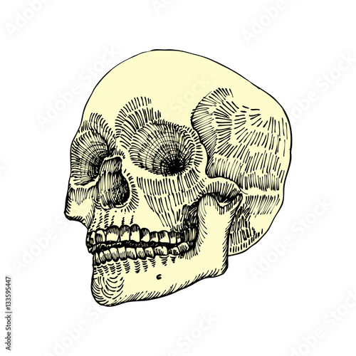 Anatomic skull, weathered and museum quality, detailed hand drawn illustration. Vector Art. 