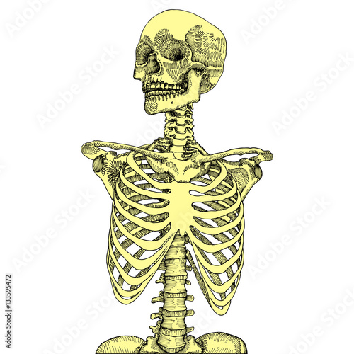 Hand drawn anatomical medical human ribcage with skull. On white background. Designed for t-shirt print. Vector illustration.