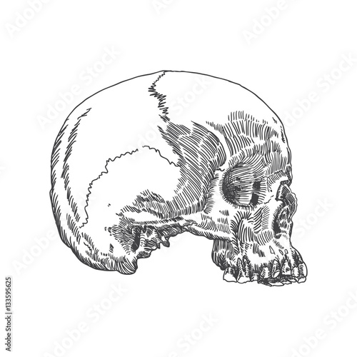 Monochrome anatomic drawing of skull without lower jaw, on white background. Weathered, museum quality, detailed hand drawn illustration. Vector Art.