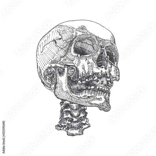 Anatomic skull with open mouth or jaw, weathered and museum quality, detailed hand drawn illustration. Vector Art. 