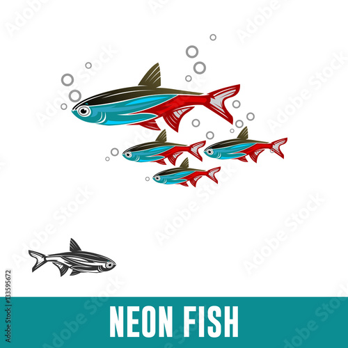 NEON FISH, paracheirodon axelrodi aquatic fish