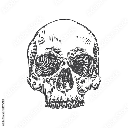 Monochrome anatomic drawing of skull without lower jaw, on white background. Weathered, museum quality, detailed hand drawn illustration. Vector Art.