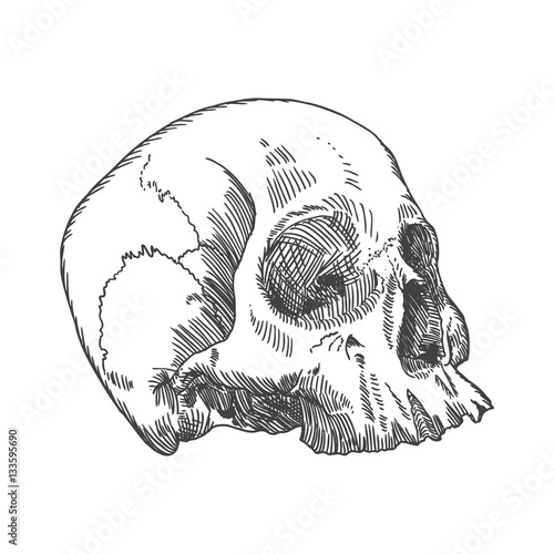 Monochrome anatomic drawing of skull without lower jaw, on white background. Weathered, museum quality, detailed hand drawn illustration. Vector Art.
