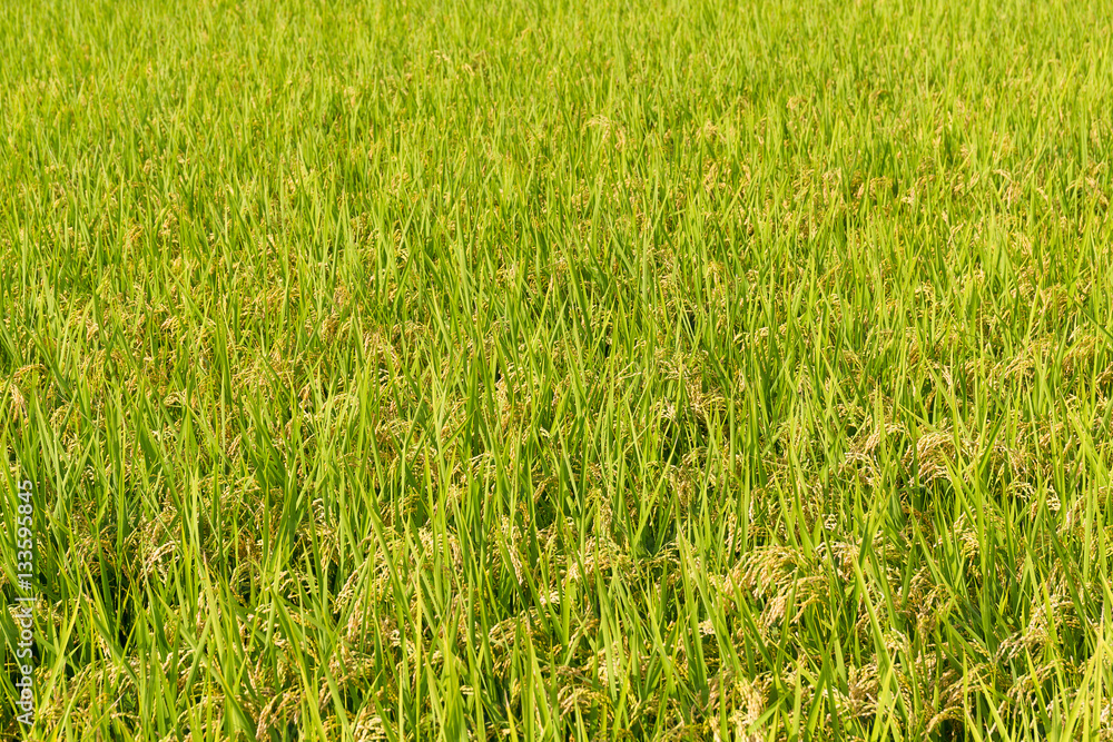 Paddy Rice field background