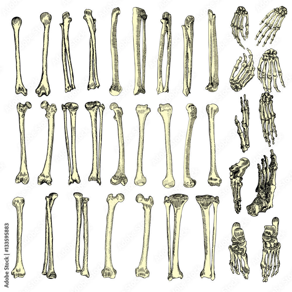Human Bones Skeleton Drawing Set Collection Of Arms Legs Wrists