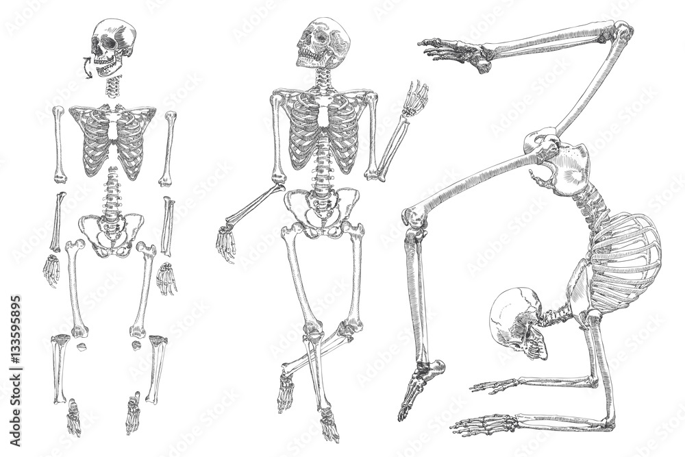 skeleton leg drawing