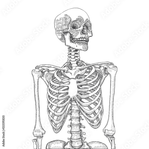 Hand drawn anatomical medical human rib cage with skull. On white background. Designed for t-shirt print. Vector illustration.