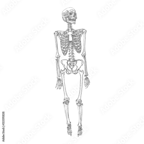 Human bones skeleton standing drawing. With arms, legs, skull. Vector illustration.