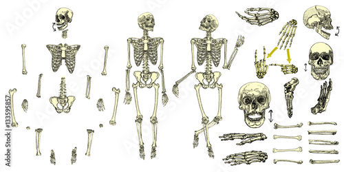 Human bones skeleton drawing collection set. Character creation set with moving arms, legs, jaw on skull and fingers on wrist for gestures. Vector illustration.