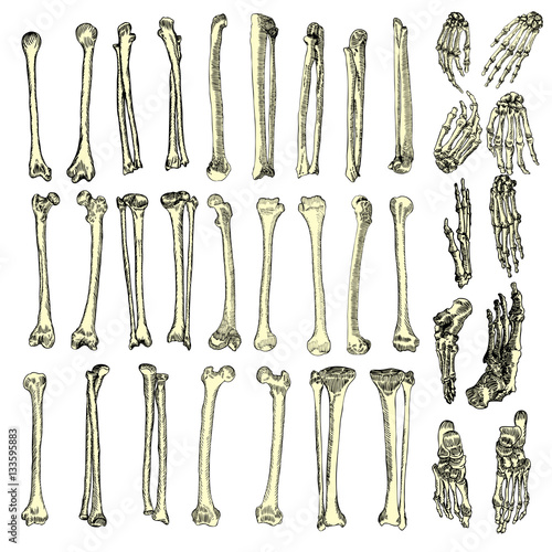 Human bones skeleton drawing set. Collection of  arms, legs, wrists. Vector illustration.