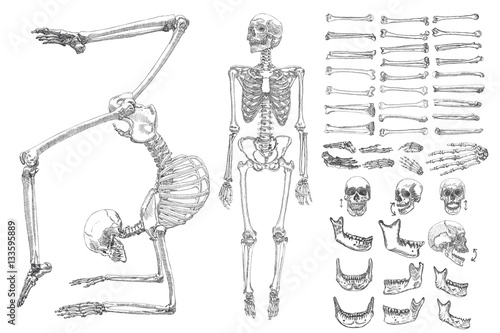 Slika na platnu Human anatomy drawing monochrome set with skeletons and single bones isolated on white background