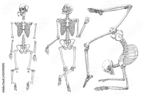 Human skeleton. Hand drawing. Set do it yourself with moving arms, legs,  skull and wrist. Vector vector de Stock