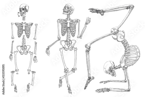 Human skeleton. Hand drawing. Set do it yourself with moving arms, legs, skull and wrist. Vector