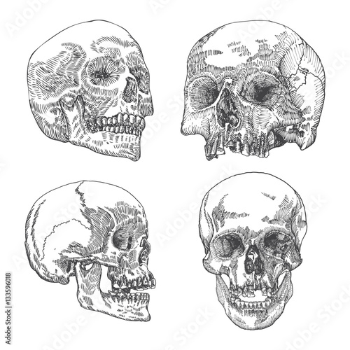 Set of anatomic skull in different conditions and views, weathered and museum quality, detailed hand drawn illustration. Vector Art.  © desertsands